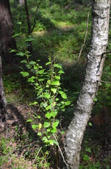 Betula pendula