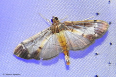 Bacotoma