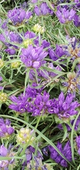 Edraianthus tenuifolius