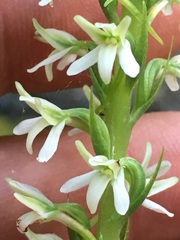 Platanthera elegans elegans