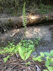 Platanthera elegans elegans