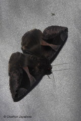 Bastilla arcuata