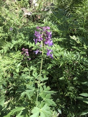 Delphinium barbeyi