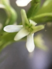 Platanthera elegans elegans