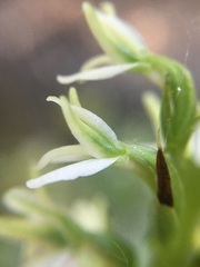 Platanthera elegans elegans