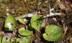 Viola macloskeyi