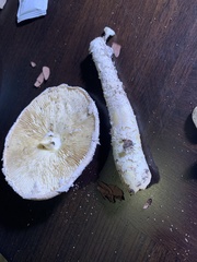Saproamanita thiersii