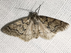 Tephronia sepiaria