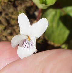 Viola macloskeyi