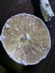 Saproamanita thiersii