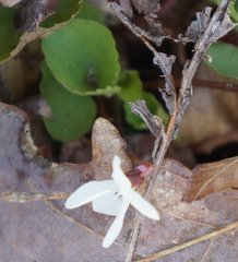 Viola macloskeyi