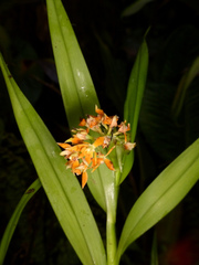 Epidendrum alpicolum