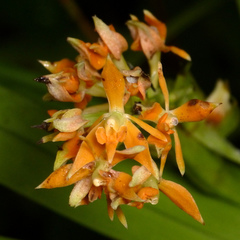 Epidendrum alpicolum