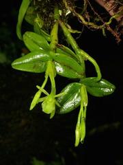 Epidendrum niebliense
