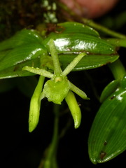 Epidendrum niebliense