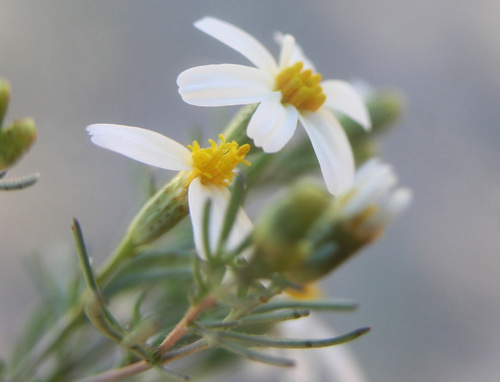 Sonoran pricklyleaf (Thymophylla concinna)