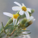 Thymophylla concinna - Photo (c) Steve Ganley,  זכויות יוצרים חלקיות (CC BY-NC), הועלה על ידי Steve Ganley