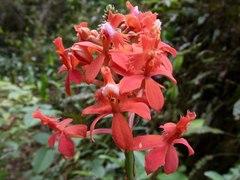 Epidendrum tulcanense