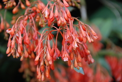 Epidendrum spathatum