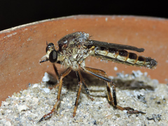 Dicranus