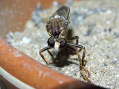 Dicranus
