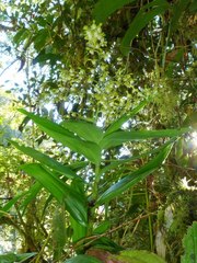 Epidendrum goodspeedianum