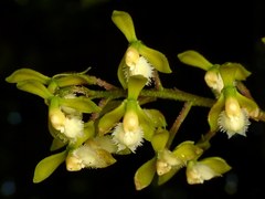 Epidendrum goodspeedianum