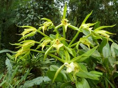 Epidendrum lacustre