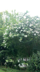 Magnoliopsida