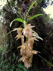 Epidendrum lloense