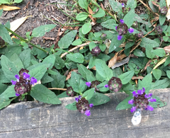 Prunella vulgaris vulgaris