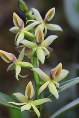 Epidendrum oxycalyx