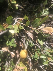 Andricus vacciniifoliae