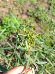 Indigofera psoraloides