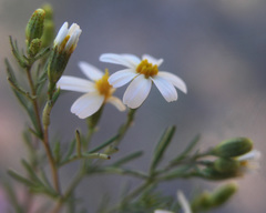 Thymophylla concinna