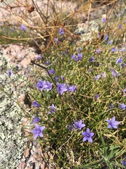 Campanula reverchonii