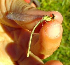 Platycnemis