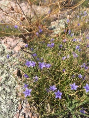 Campanula reverchonii