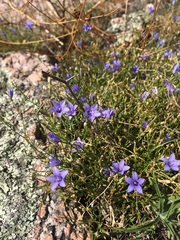 Campanula reverchonii