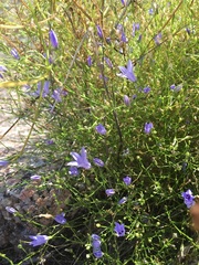 Campanula reverchonii