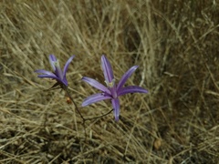 Brodiaea