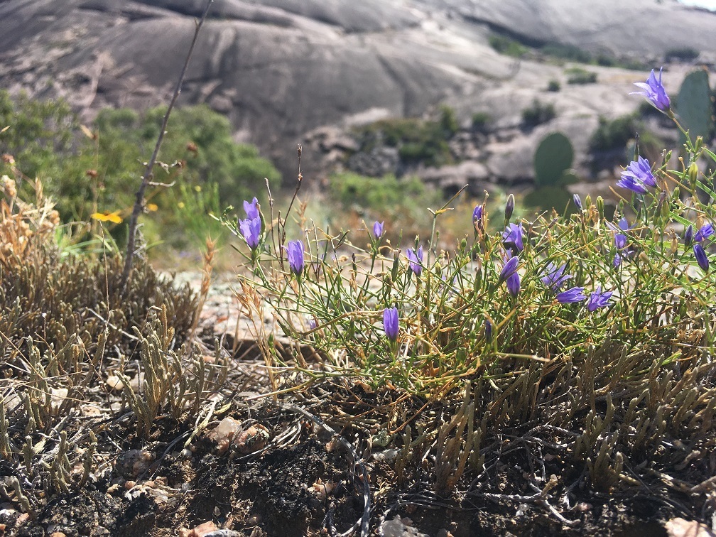 basin bellflower