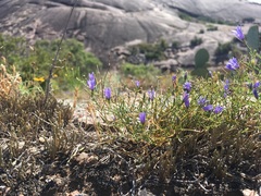 Campanula reverchonii