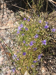 Campanula reverchonii