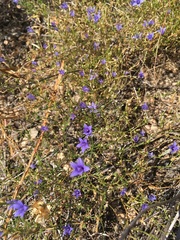 Campanula reverchonii