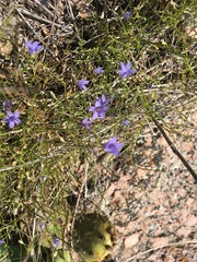 Campanula reverchonii