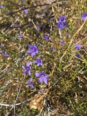 Campanula reverchonii