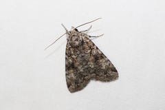 Anaplectoides pressus