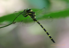 Cordulegaster erronea