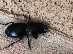 Pasimachus elongatus